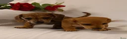 Miniature Dachshund dogs for sale: Stunning rare red brindle little girl kc reg  - Advert 10