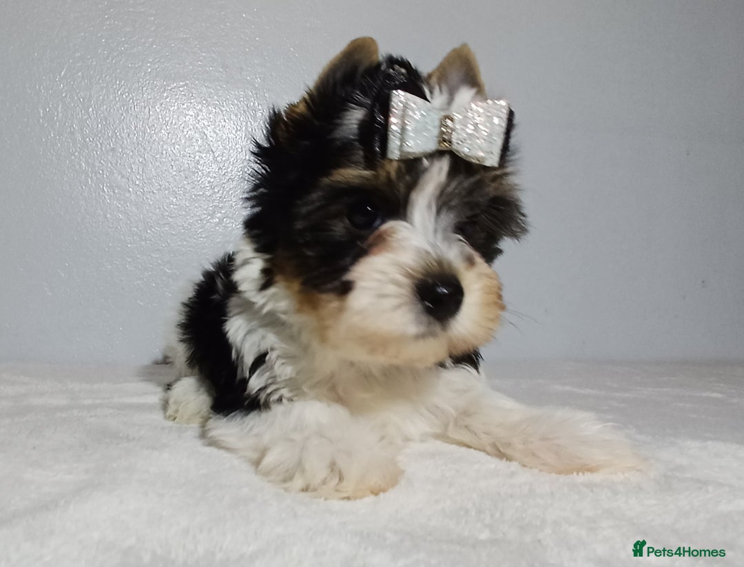 Yorkshire Terrier dogs for sale: 100% Biewer yorkshire-terrier Pedigree  - Advert 23