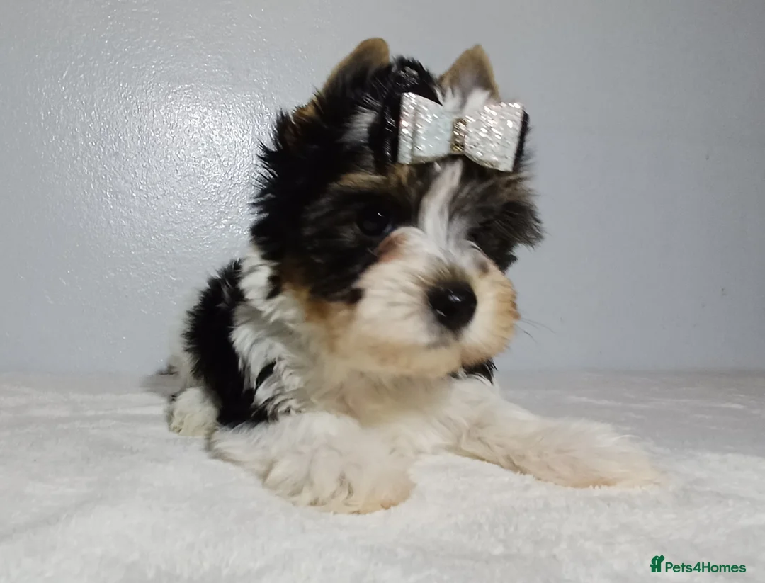 Yorkshire Terrier dogs for sale: 100% Biewer yorkshire-terrier Pedigree  - Advert 23