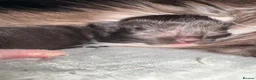 Maine Coon cats for sale: Polydactyl Maincoon cross  - Advert 20