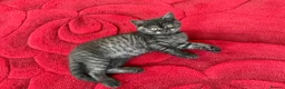 Scottish Fold cats for sale: British Shorthair and Scottish Fold kittens - Advert 3