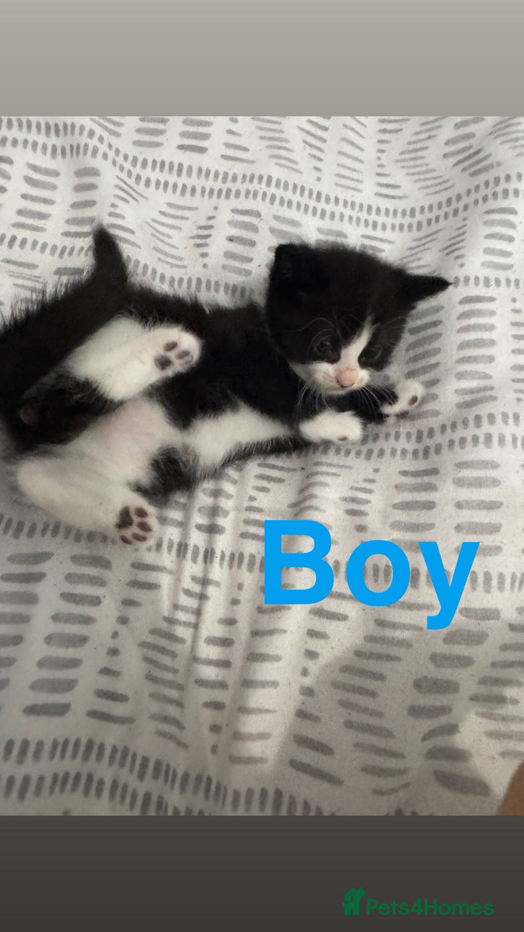 Mixed Breed cats for sale: Beautiful kittens for sale  - Image 9