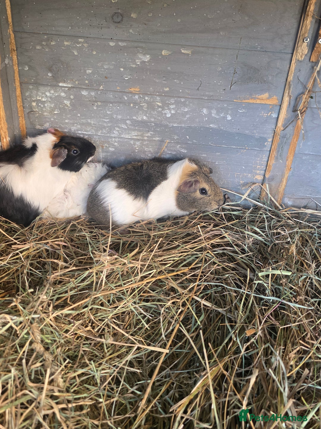 Guinea Pig rodents for sale: Baby Guinea pigs  - Image 4