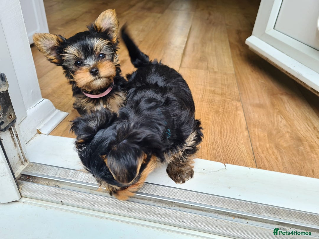 Yorkshire Terrier dogs for stud: KCReg Assured Breeder/Benjamin looking for a date in Southampton - Advert 16