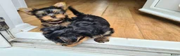 Yorkshire Terrier dogs for stud: KCReg Assured Breeder/Benjamin looking for a date in Southampton - Advert 16