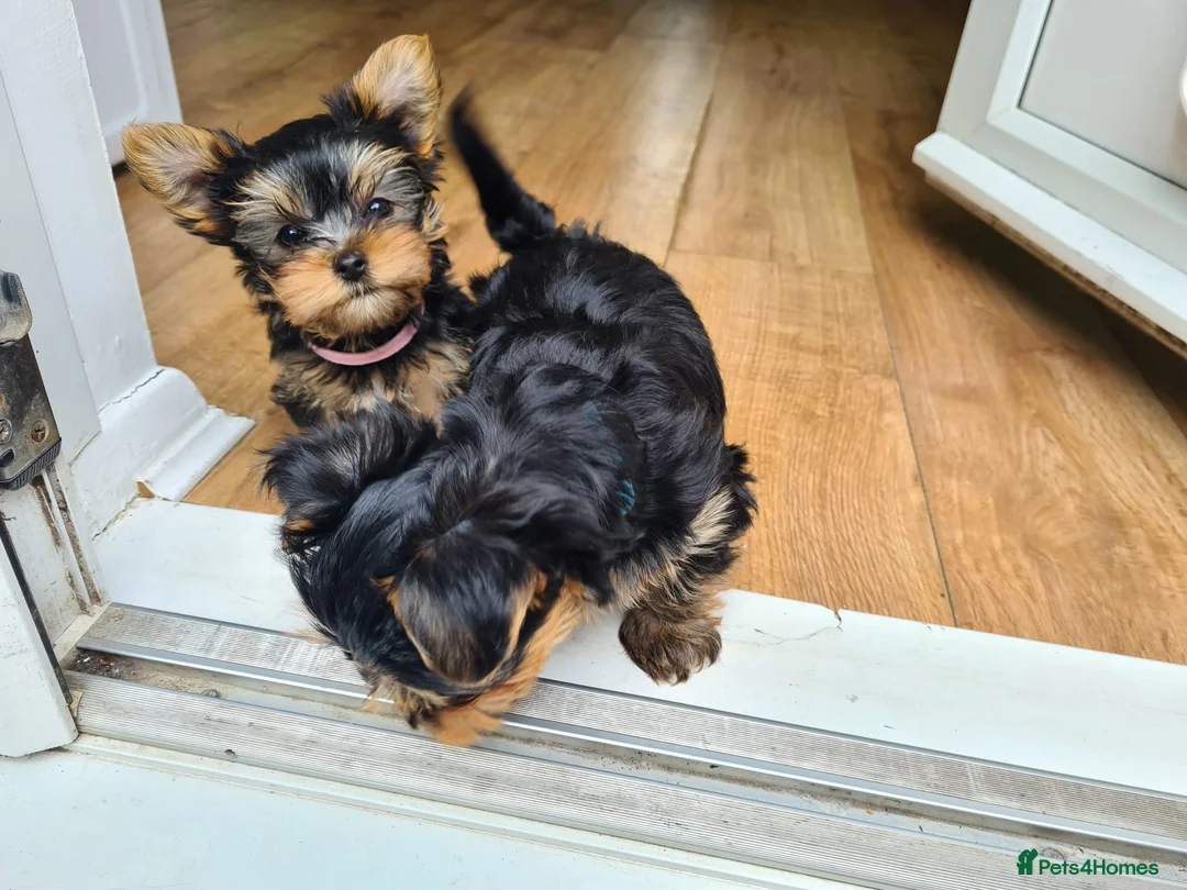 Yorkshire Terrier dogs for stud: KCReg Assured Breeder/Benjamin looking for a date in Southampton - Advert 16