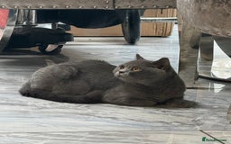 British Shorthair cats for sale: RARE OPPORTUNITY blue GCCF ACTIVE female stunning  - Image 8