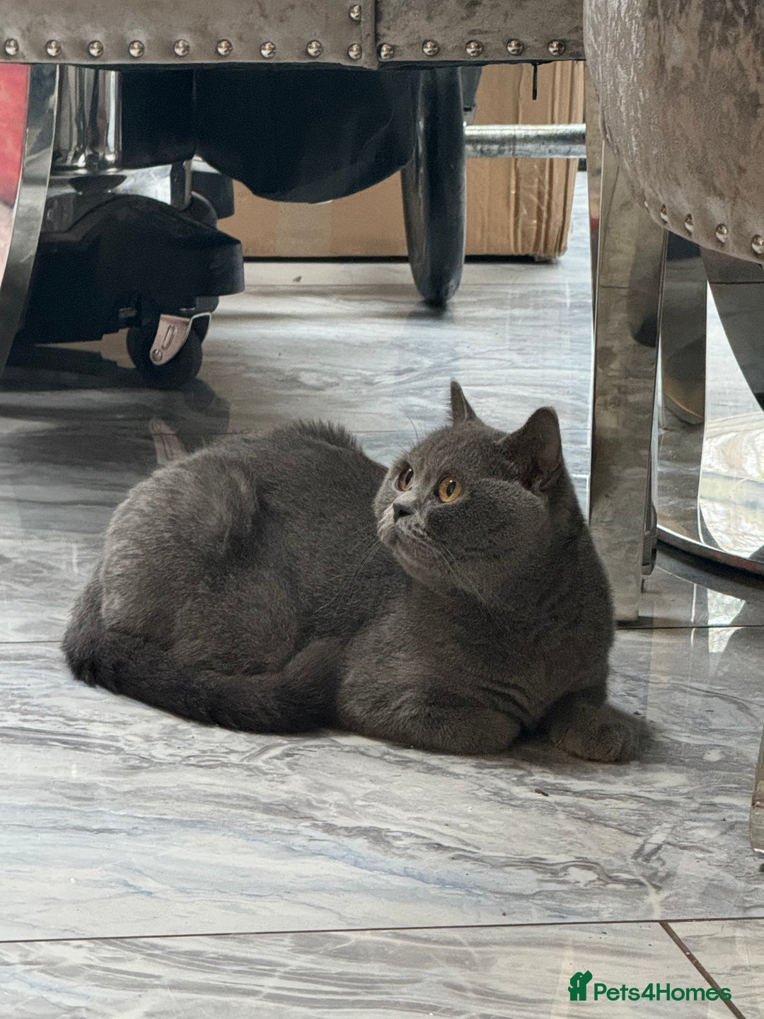 British Shorthair cats for sale: RARE OPPORTUNITY blue GCCF ACTIVE female stunning  - Image 8