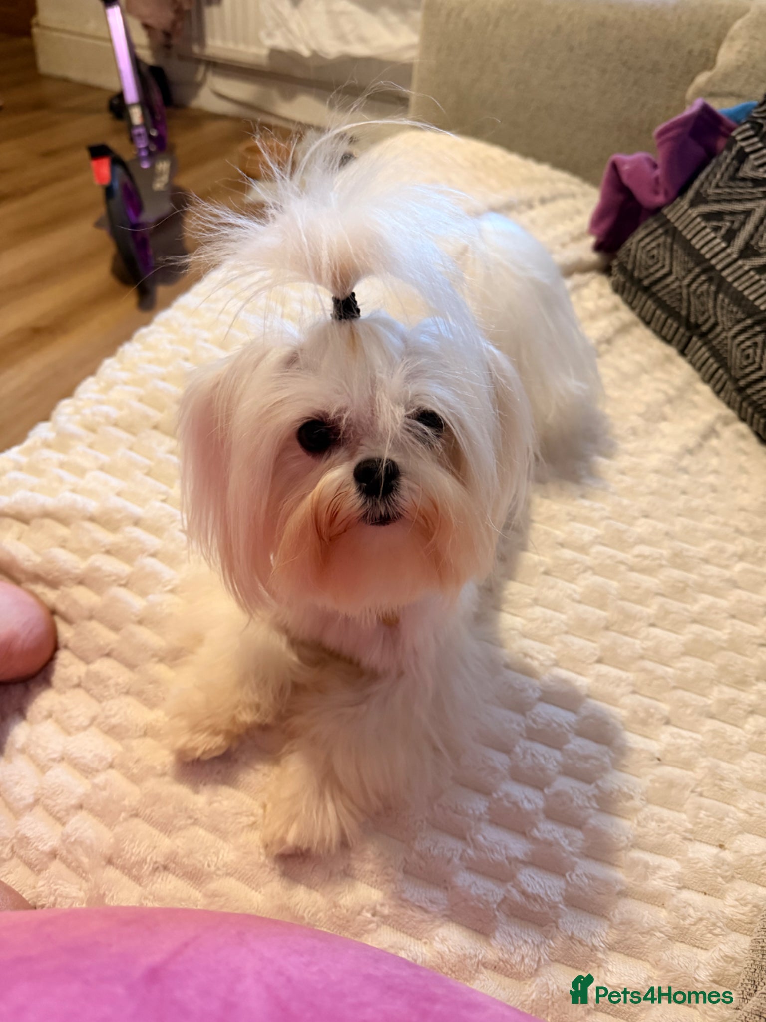 Maltese dogs Reduced - KOREAN MALTESE  - Advert 15