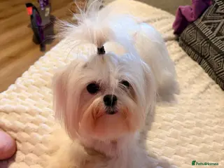 Maltese dogs Reduced - KOREAN MALTESE - Advert 15