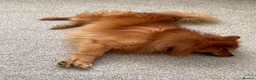 German Spitz dogs for sale: German Spitz in Doncaster - Advert 3