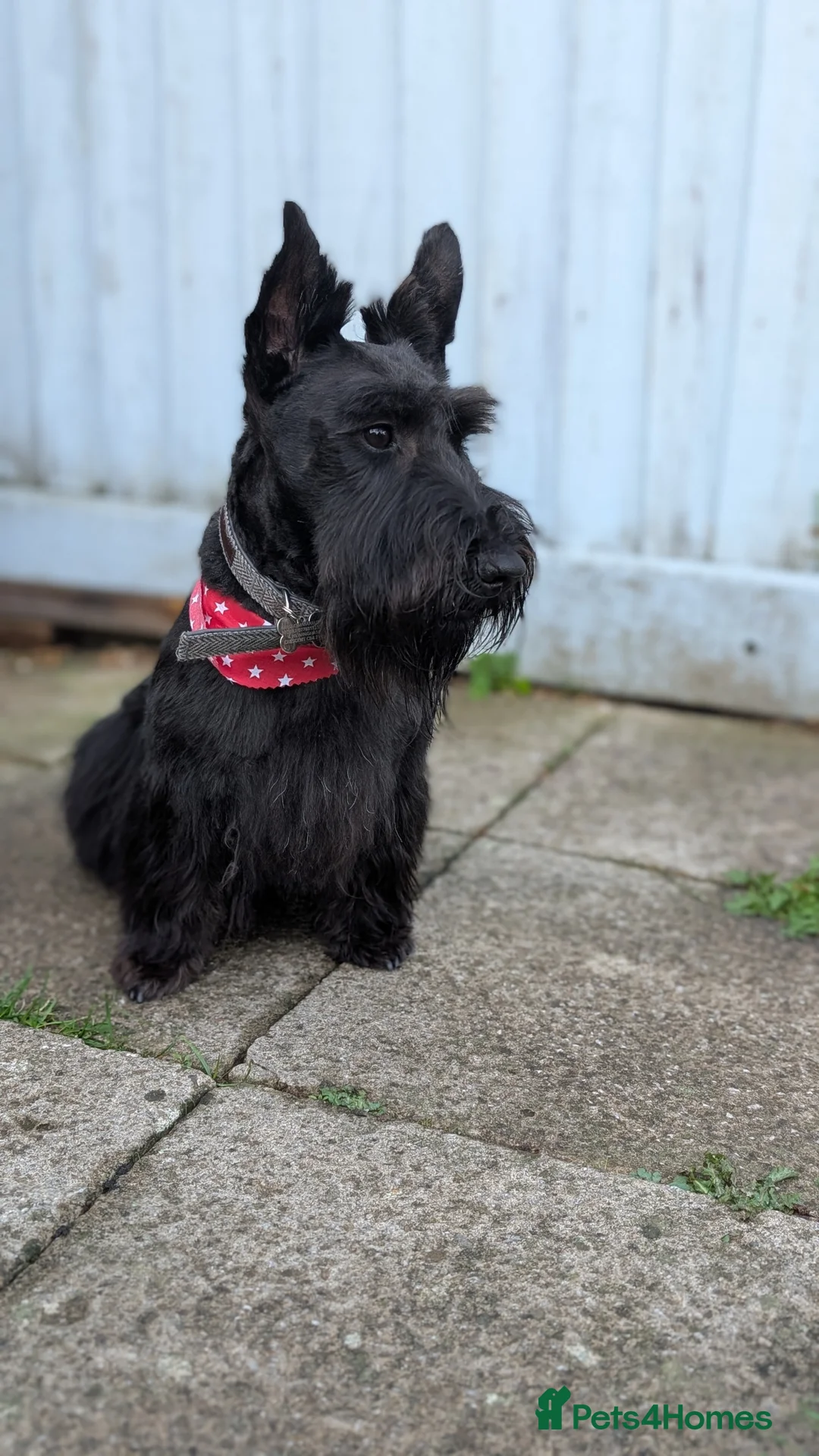 Scottish Terrier dogs for stud: KC Registered Scottish Terrier Available for Stud. - Advert 2