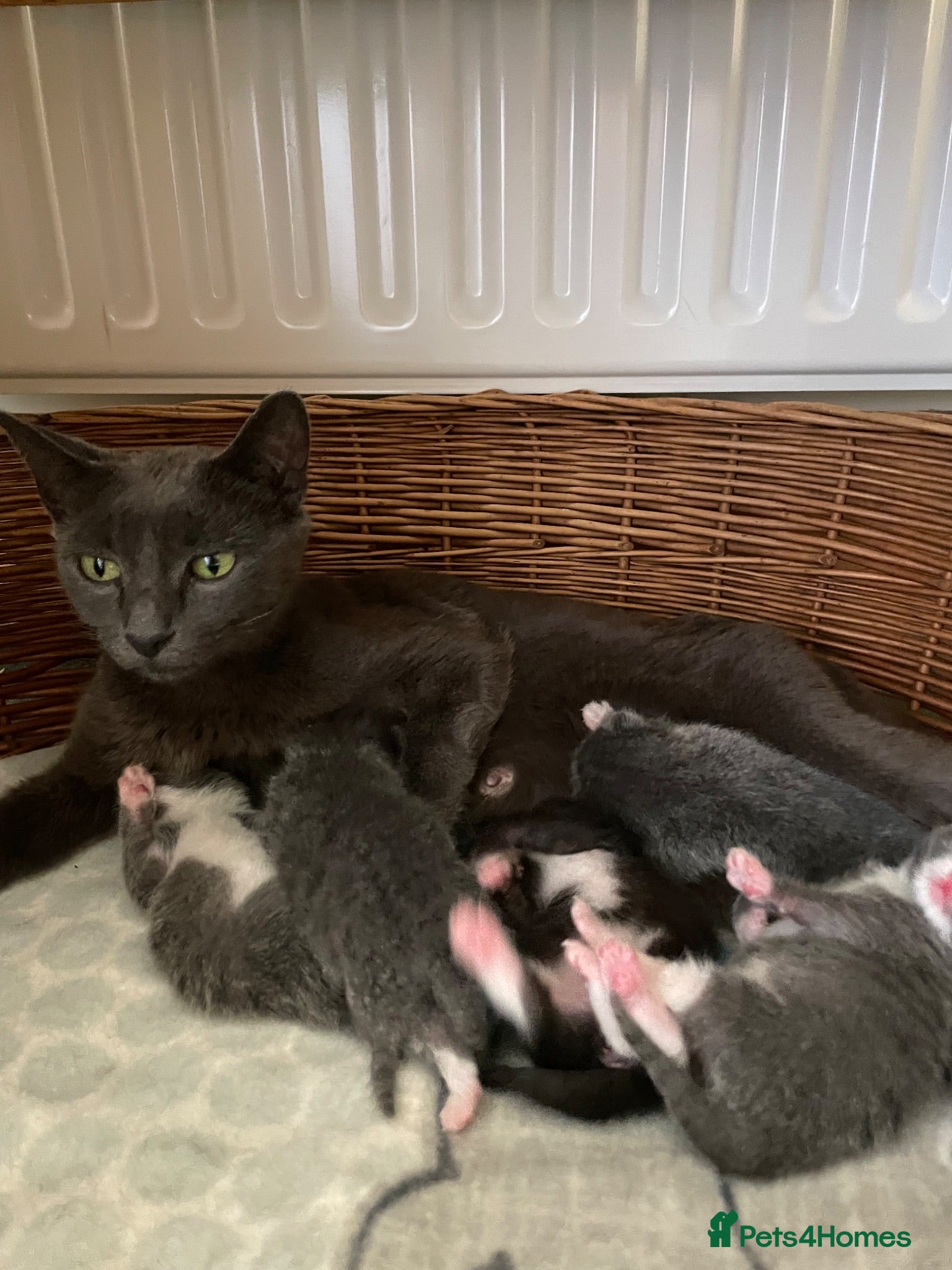 Mixed Breed cats Russian blue/British short hair  - Advert 2