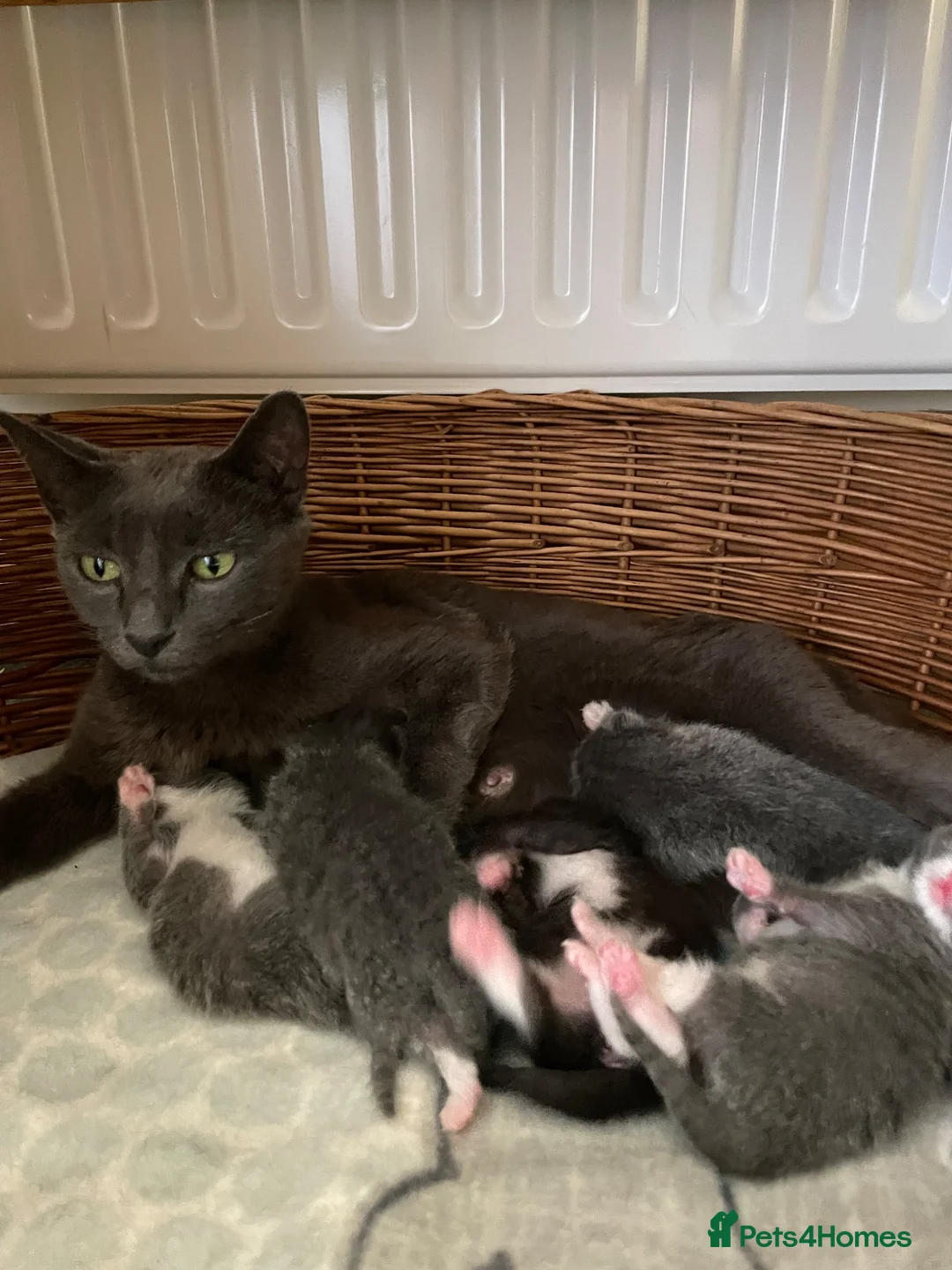 Mixed Breed cats for sale: Russian blue/British short hair  in Godalming - Advert 2