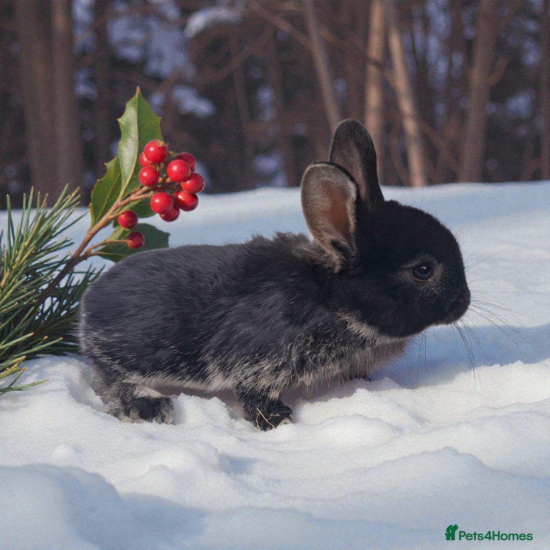 Mixed Breed rabbits for sale: Continental cross - Advert 4