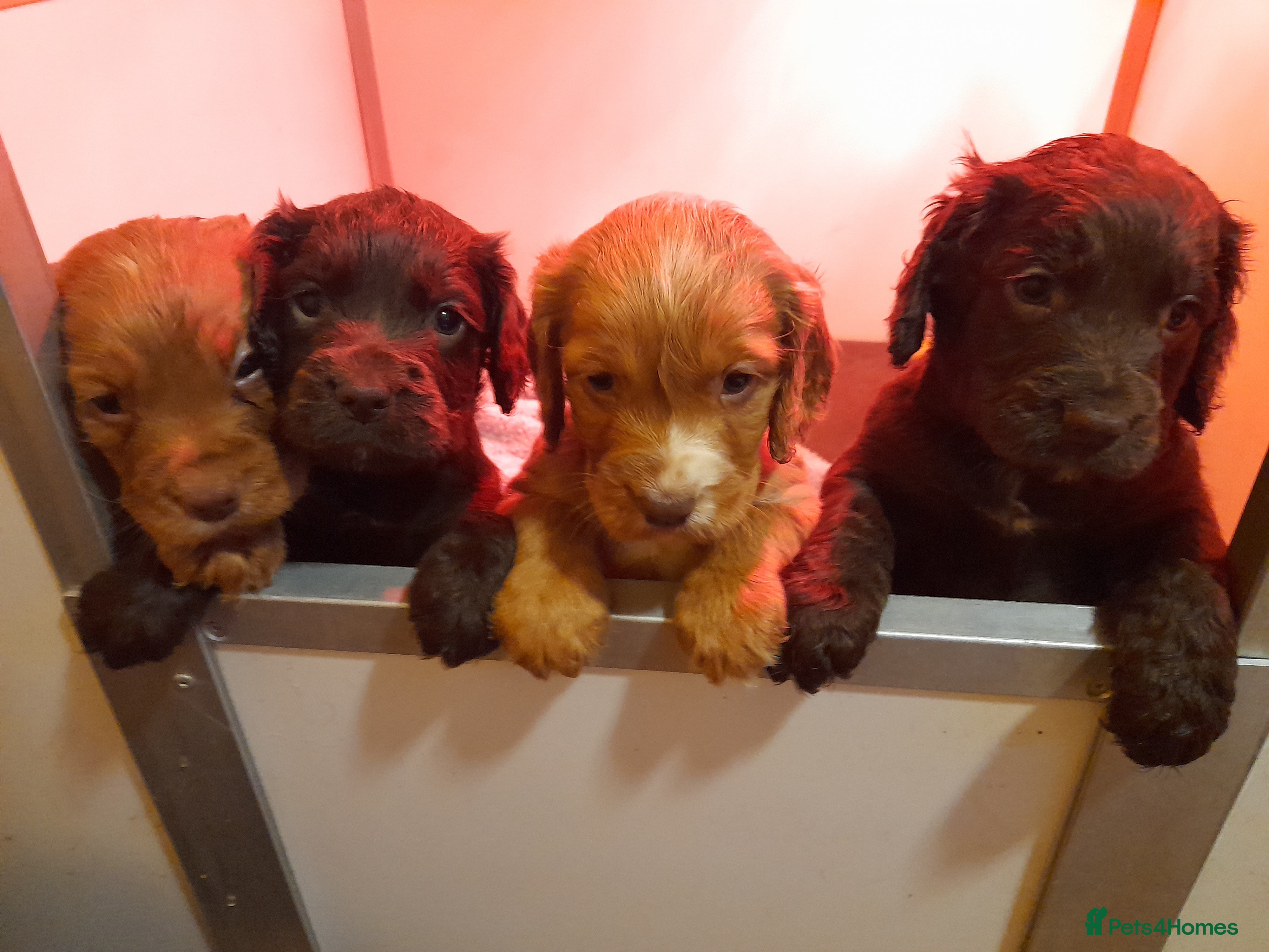 Cocker Spaniel dogs Cocker Spaniel puppies - 1 Girl 2 boys left - Advert 4