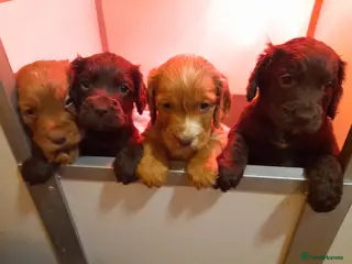Cocker Spaniel dogs Cocker Spaniel puppies - 1 Girl 2 boys left - Advert 4