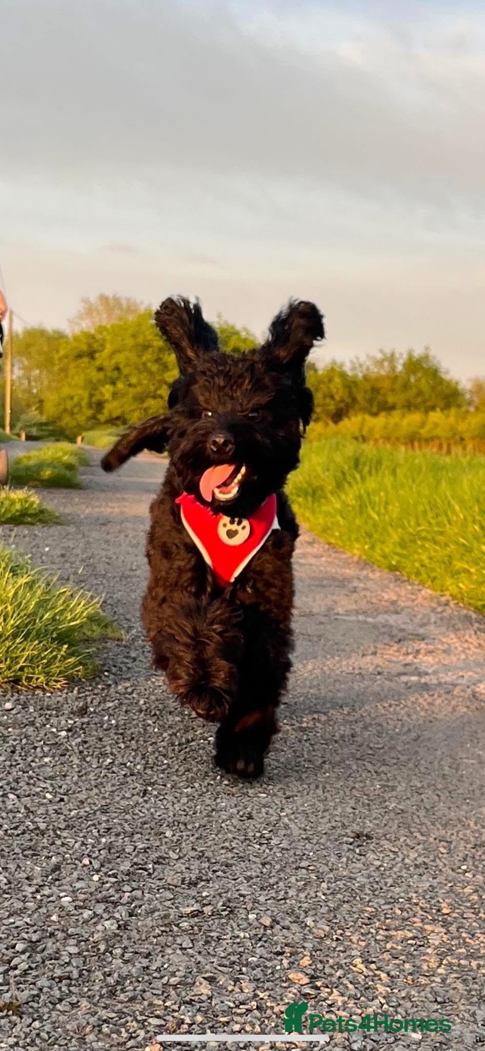 Cockapoo dogs for sale: Ronnie  in Stockport - Advert 8