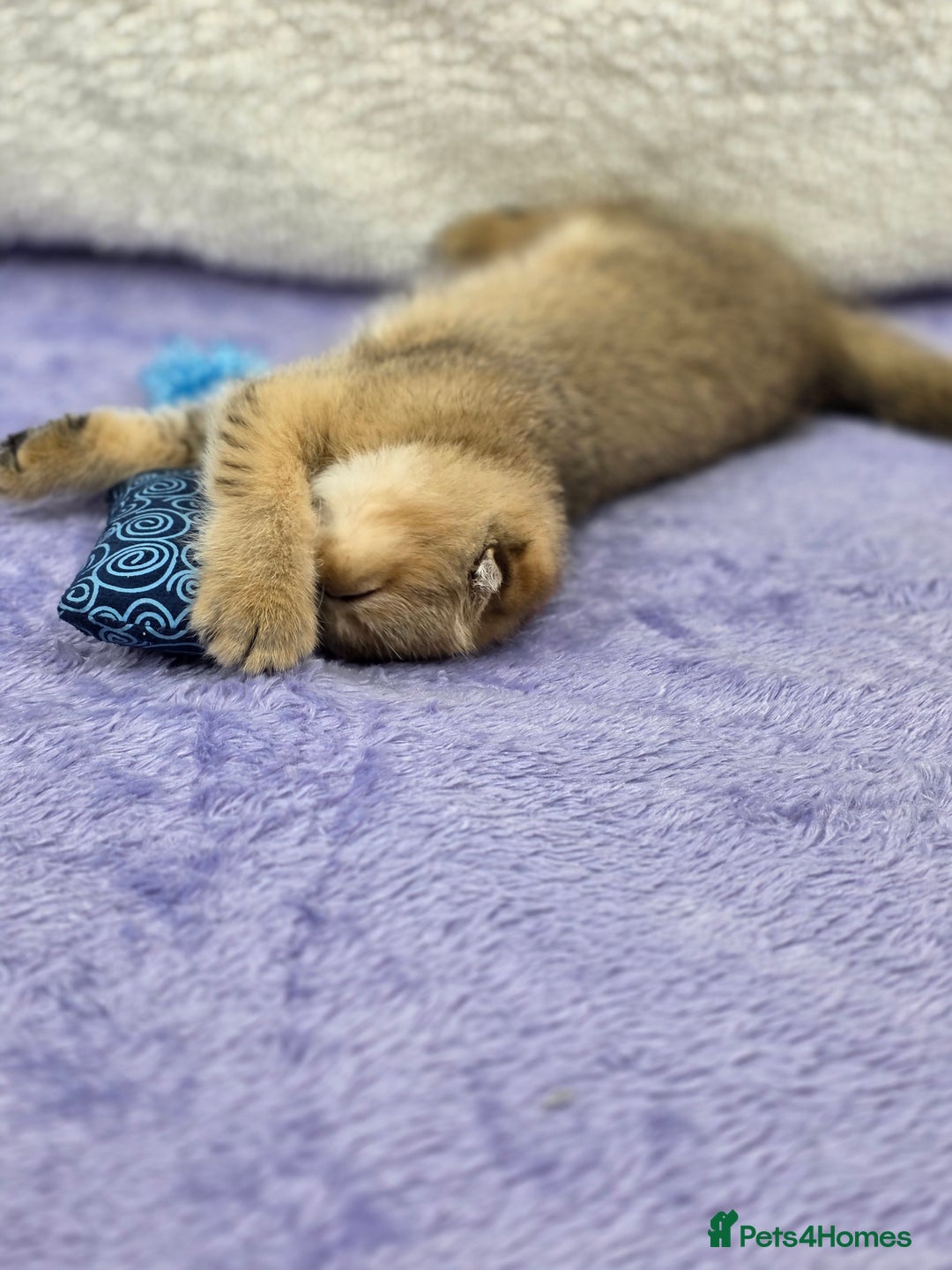 Scottish Fold cats for sale: STUNNING TICA REGISTERED SCOTTISH BABIES  - Advert 33