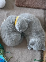 British Shorthair cats - Advert 6