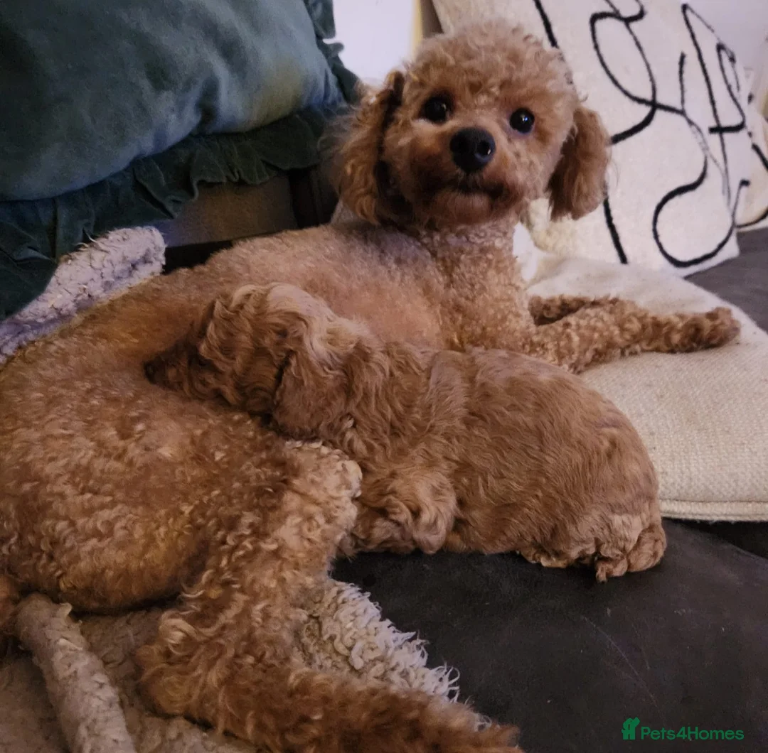 Toy Poodle dogs for sale: Toy Poodle Puppy  - Advert 11