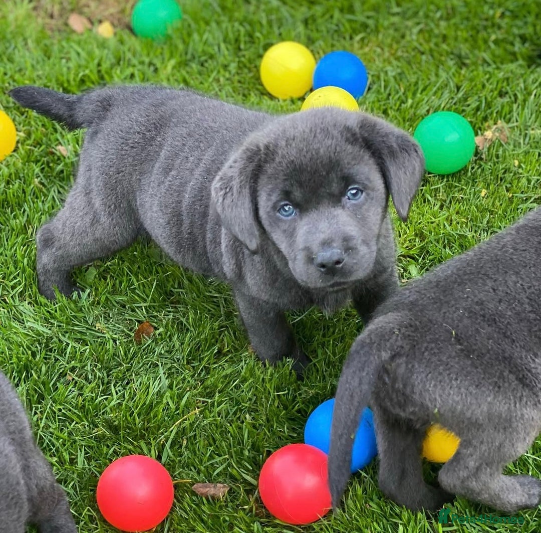 Labrador Retriever dogs for sale: BEAUTUFUL CHUNKY CHARCOAL & CHAMPAGNE LABS - Image 11