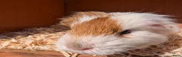 Guinea Pig rodents for sale: Male guinea pig - Advert 4