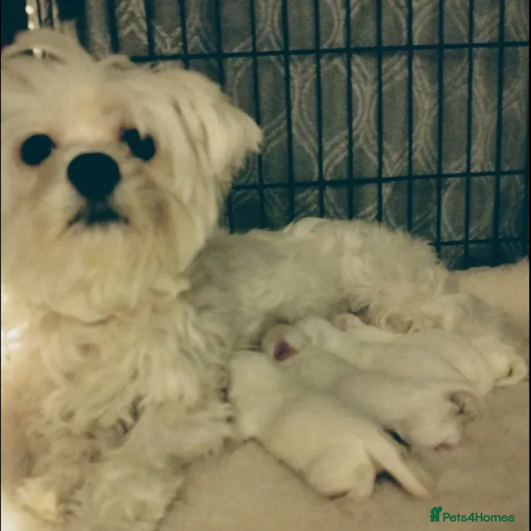 Shih Tzu dogs for sale: Little White Hearts Seeking Their Forever Homes - Advert 4