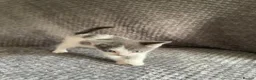 Domestic Shorthair cats for sale: Gorgeous Grey and White Kittens For Sale - Advert 10