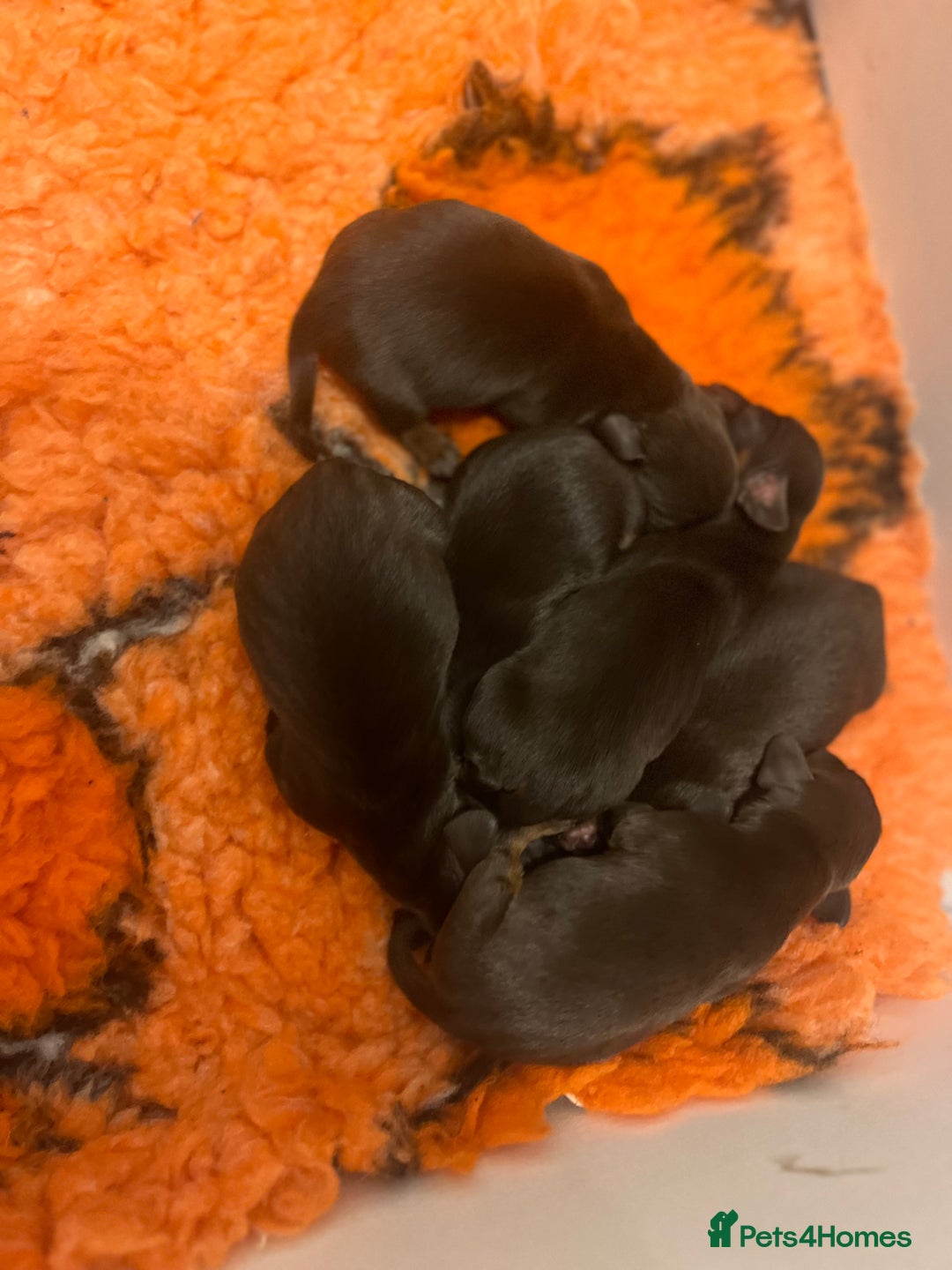 Miniature Dachshund dogs for sale: Which chocolate do you choose ?? 🍬  - Advert 2