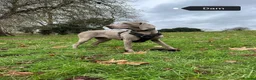 Weimaraner dogs for sale: Stunning pedigree pups-London, due on 24 July - Advert 12