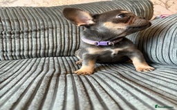 French Bulldog dogs for sale: French bulldog puppie - Advert 3