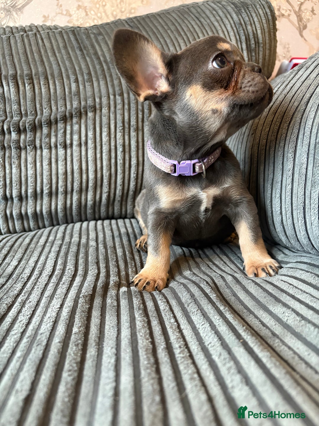 French Bulldog dogs for sale: French bulldog puppie - Advert 3