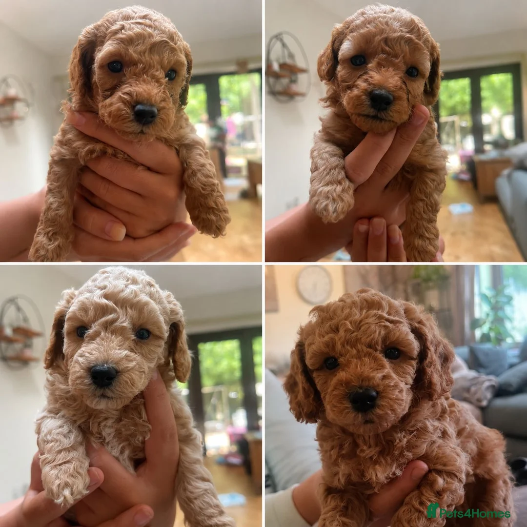 Toy Poodle dogs for stud: toy poodle short notice DNA  tested clear PRA £150 - Advert 2