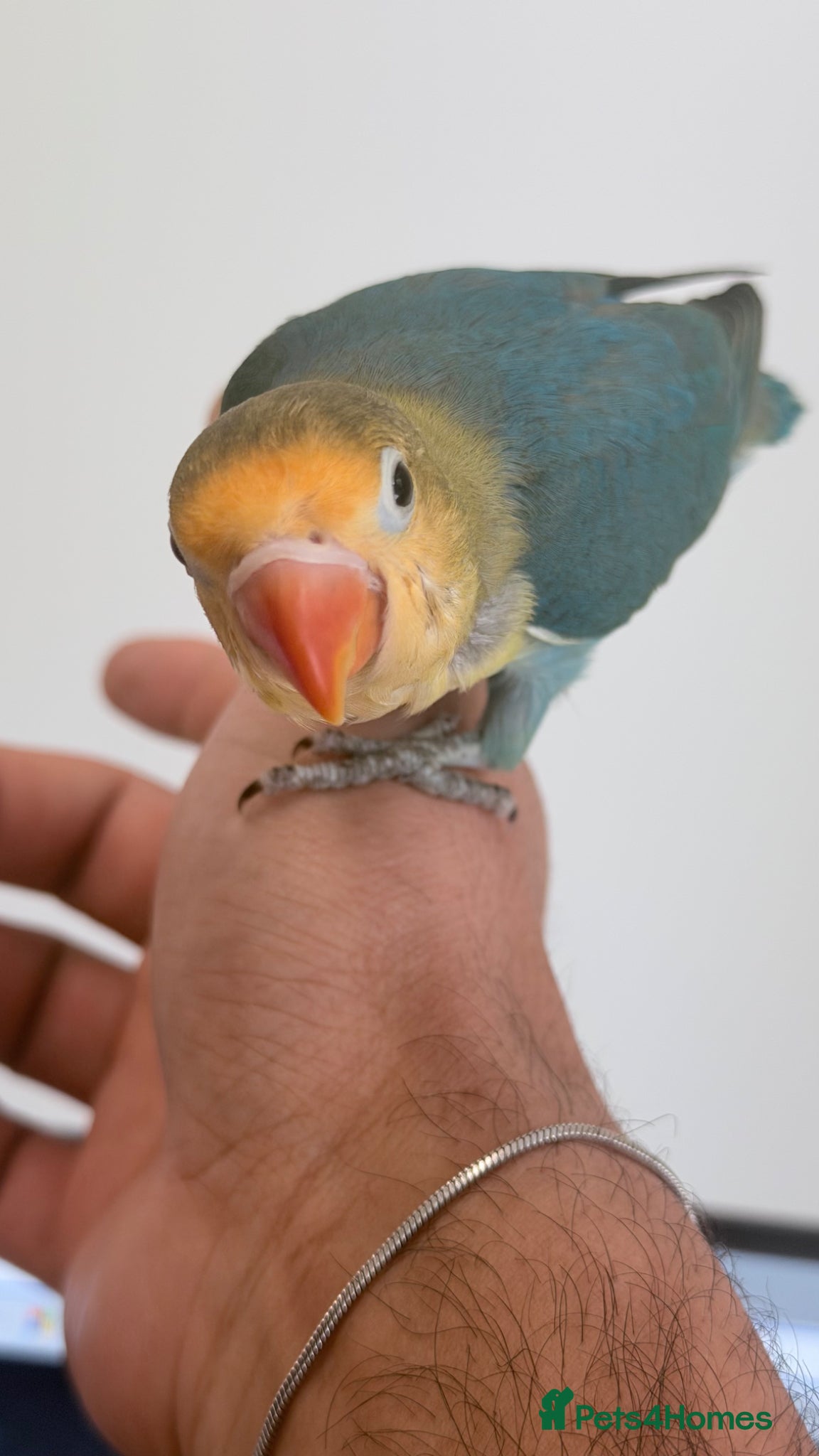 Lovebirds birds for sale: Silly tame 10 weeks young baby lovebird - Advert 1