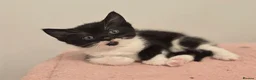 Mixed Breed cats for sale: 3 x female kittens in Hull - Advert 16