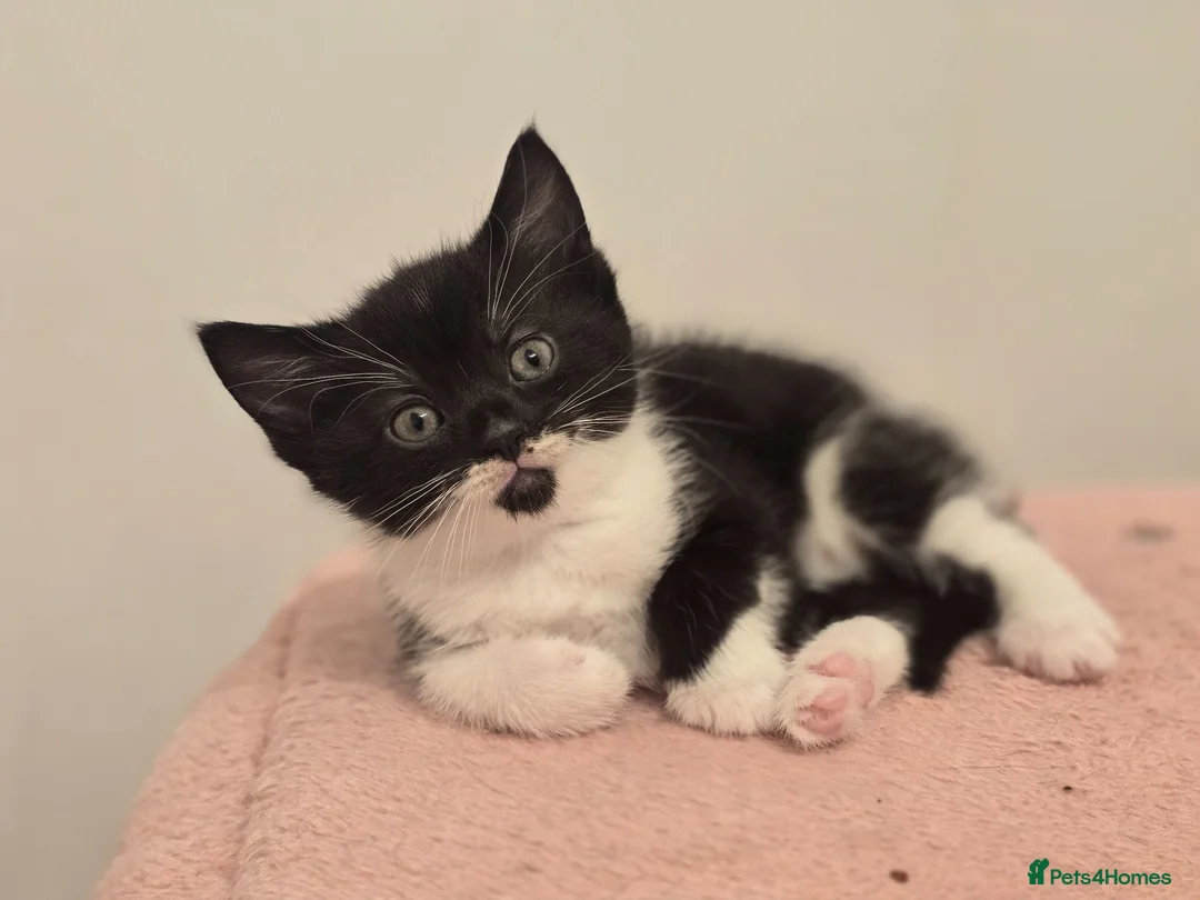 Mixed Breed cats for sale: 3 x female kittens in Hull - Advert 16