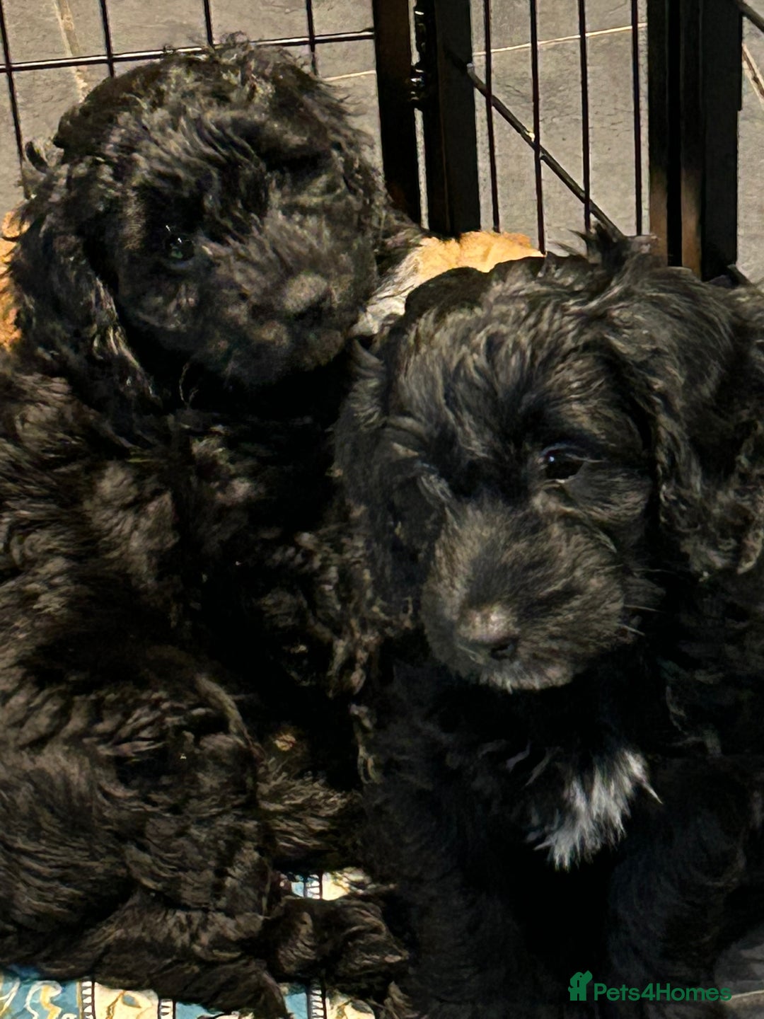 Cockapoo dogs for sale: F2 Cockapoo Puppies - Image 13