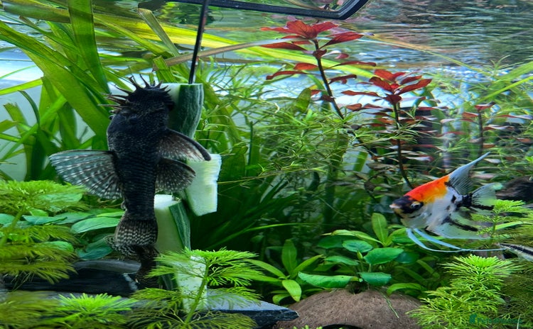 Shrimps fish - Advert 2