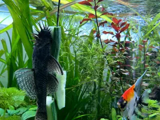 Shrimps fish Multiple fish & shrimp, please see description - Advert 1