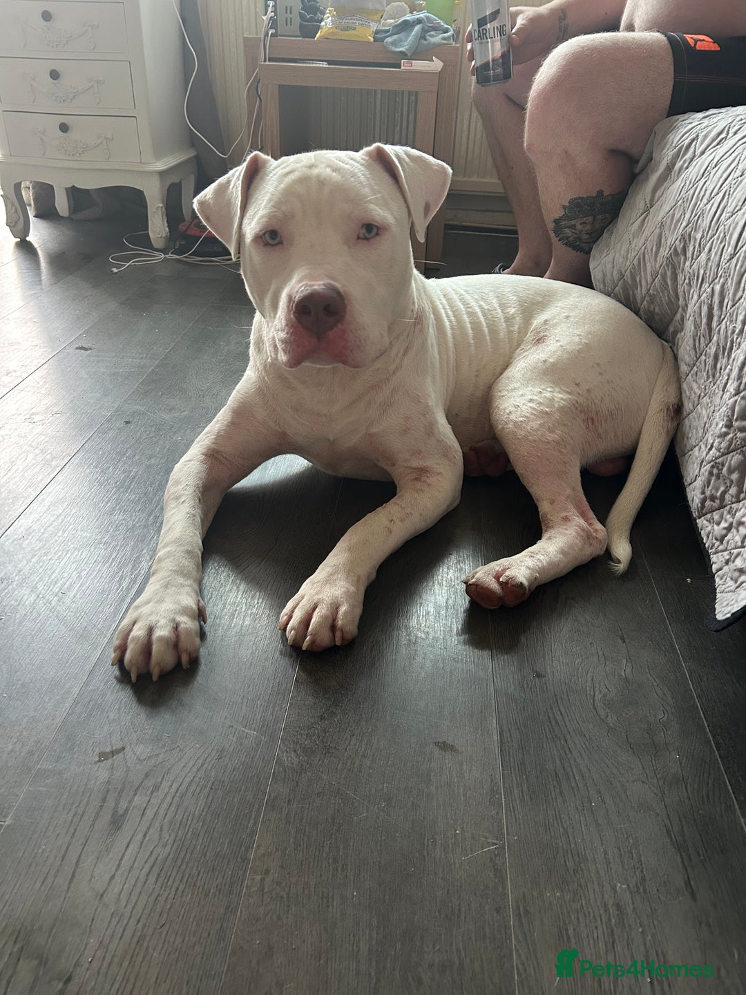 American Bull Staffy dogs for sale: American bull staffy & American bulldog hybrid  - Image 3