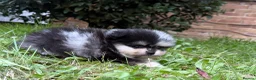 Pomeranian dogs for sale: Rare Blue eye Merle, husky type Black pomeranians  - Advert 21