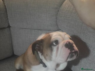 English Bulldog dogs English Bulldog - Advert 3