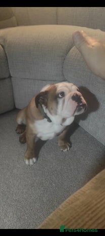 English Bulldog dogs English Bulldog - Advert 1