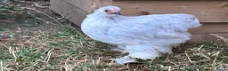 Chickens poultry for sale: French Moran/pekin bantam  - Advert 13