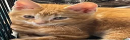 Mixed Breed cats for sale: Cute kittens for sale KT4 in Worcester Park - Advert 27
