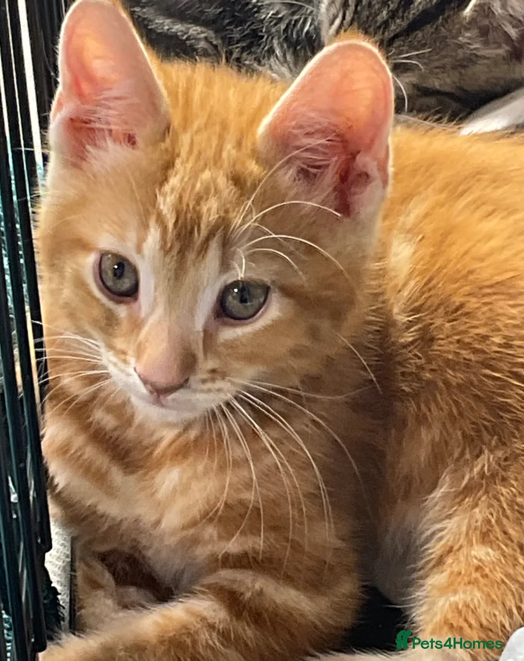 Mixed Breed cats for sale: Cute kittens for sale KT4 in Worcester Park - Advert 27