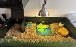 Turtle reptiles for sale: Horsefield turtle - Image 9