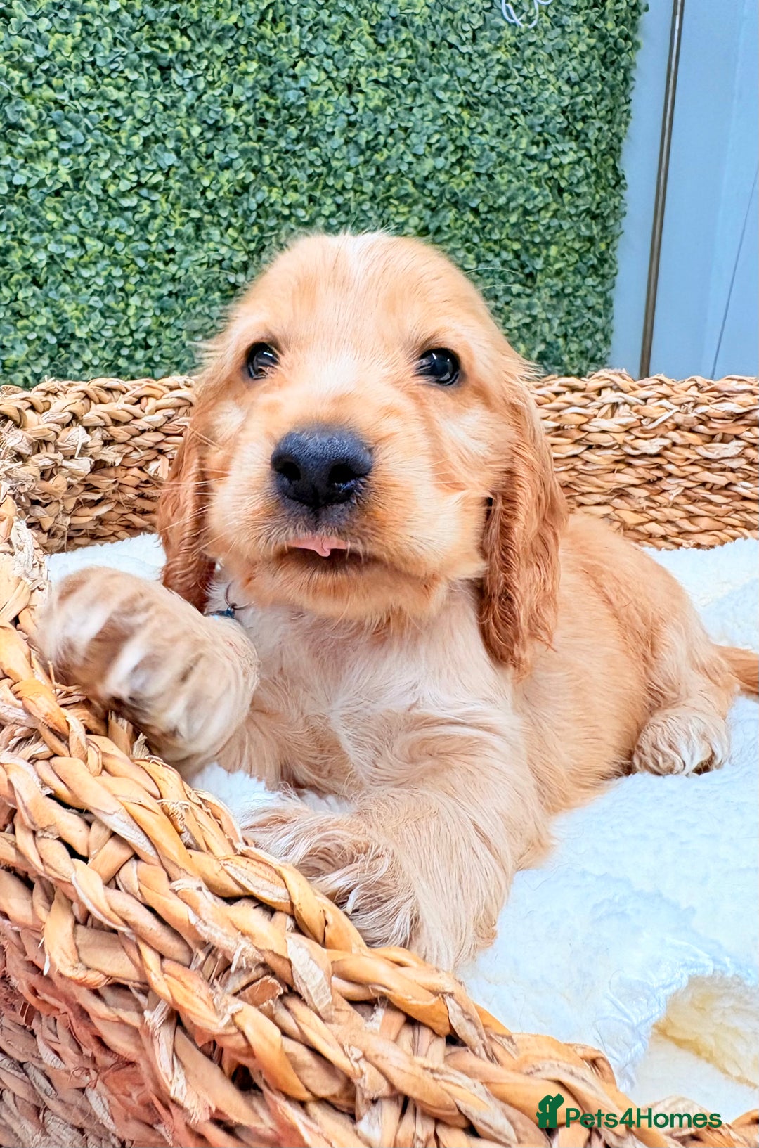 Cocker Spaniel dogs for sale: 🧡🧡 KC REG Show Cocker Spaniel Puppies For Sale - Advert 2