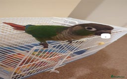 Conures birds for sale: Handreared green cheek Conures 16 weeks old - Image 1